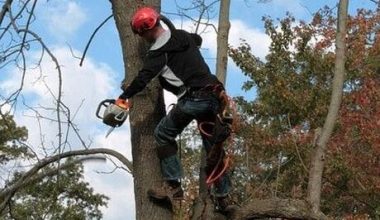 494178388264-removing-tree-limbs-in-carmel