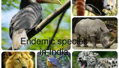 726607915956-endangered-critically-endangered-endemic-vulnerable-species-3-638